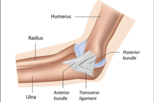 ulnar collateral ligament