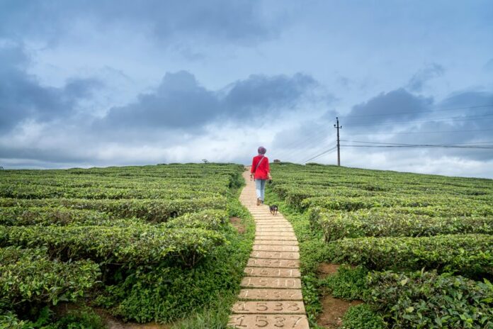 horizon pulse for numbers