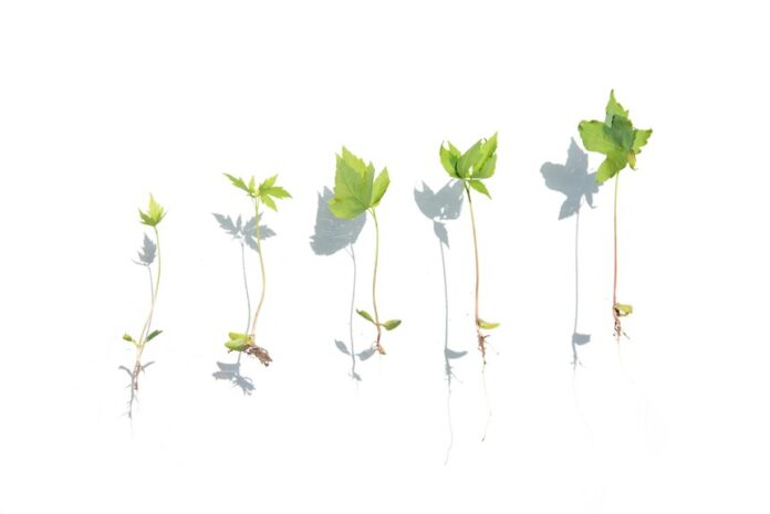 apex surge start shaping transformative growth