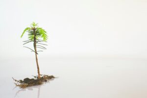 radiant prism inspires growth forward